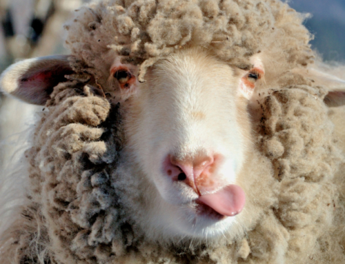 Sheep are adorable